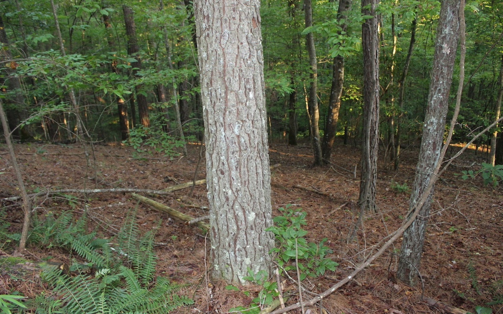 Lot 1111 Molly Circle