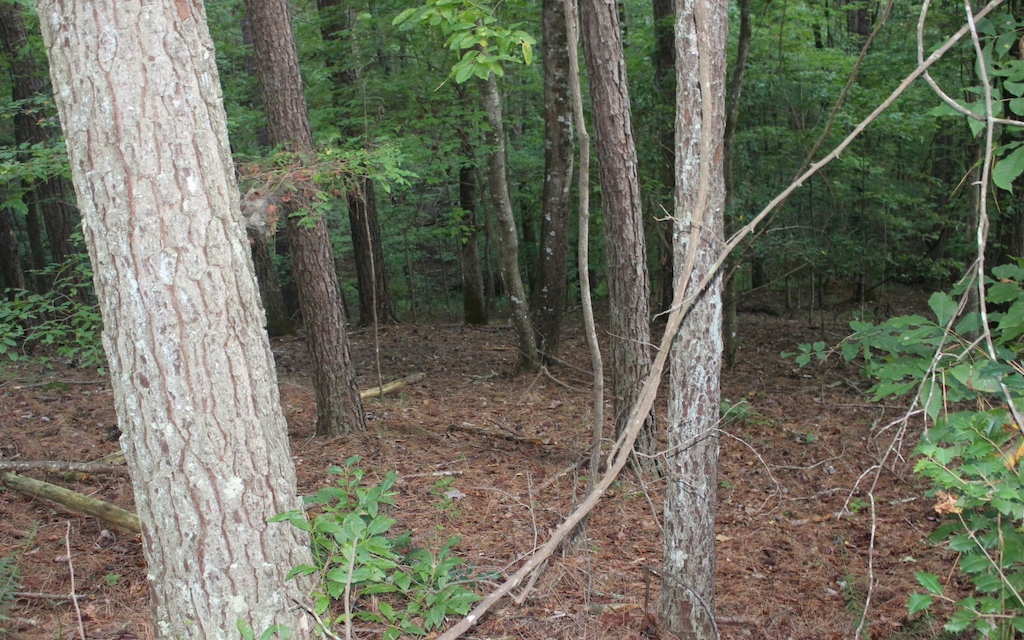 Lot 1111 Molly Circle