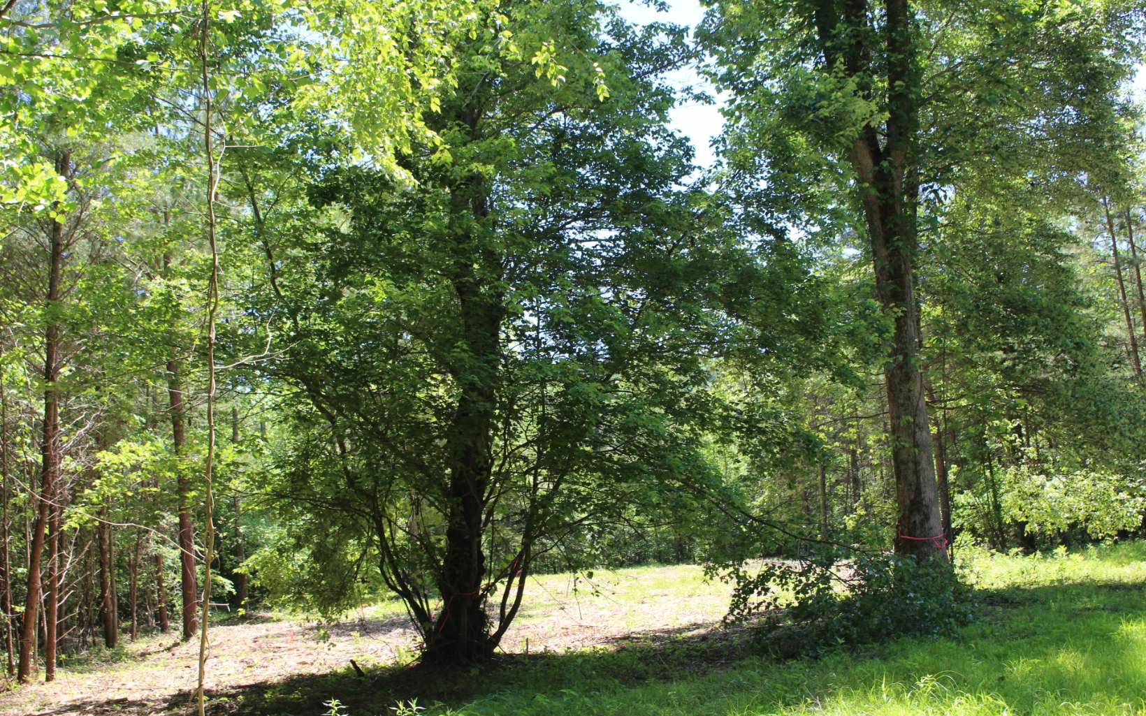 LT 43 West River Trace