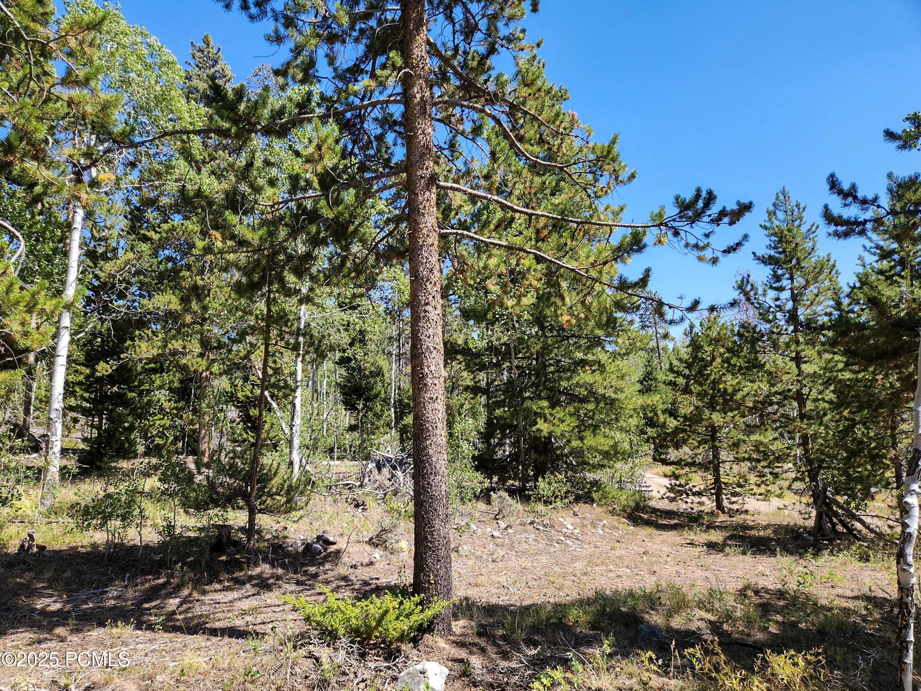 5559 Forest Drive