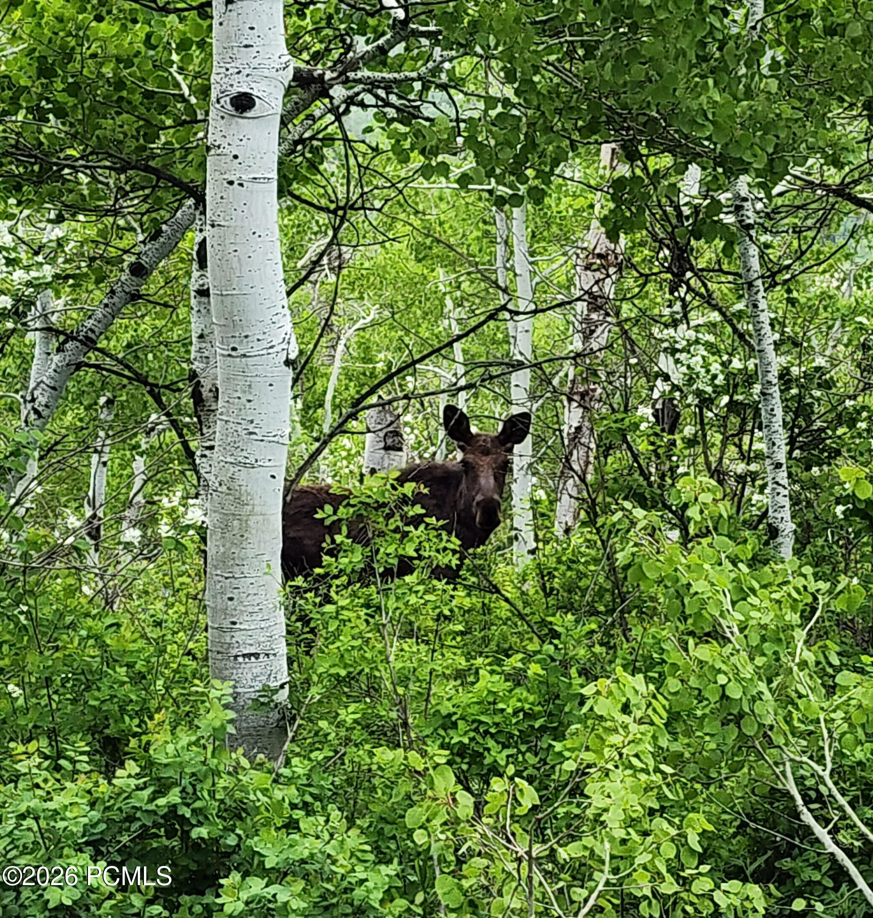 156 Mountain View 156