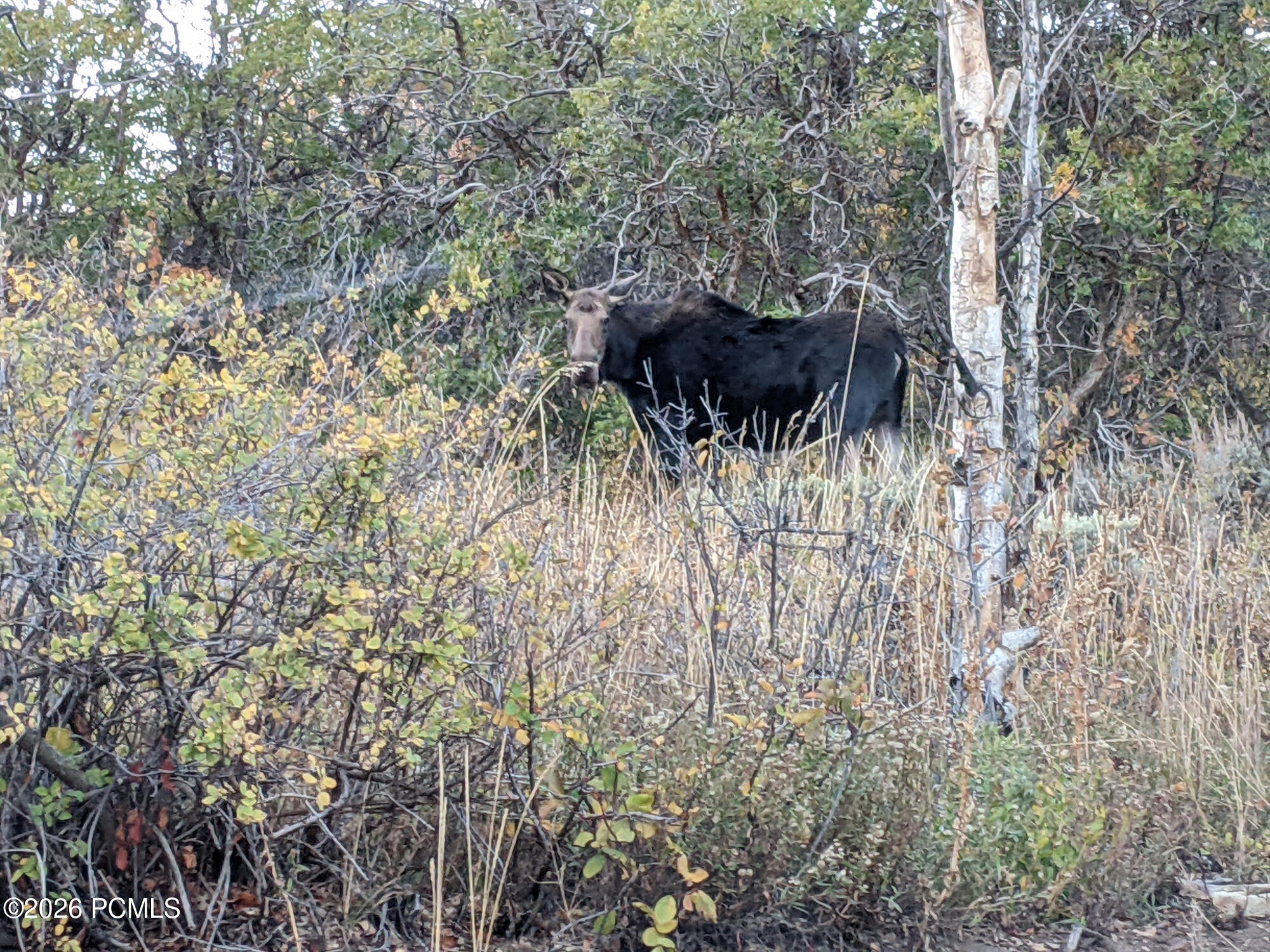 156 Mountain View 156