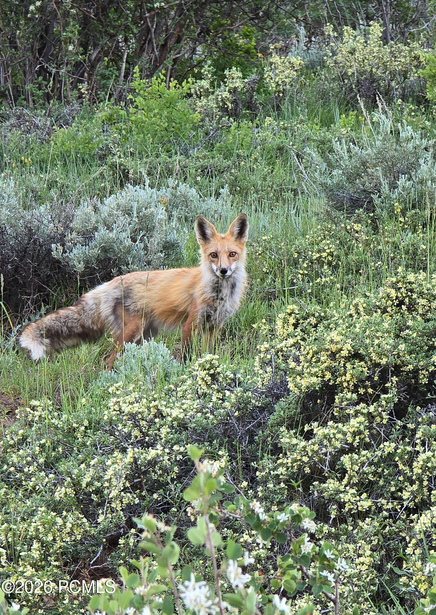 156 Mountain View 156