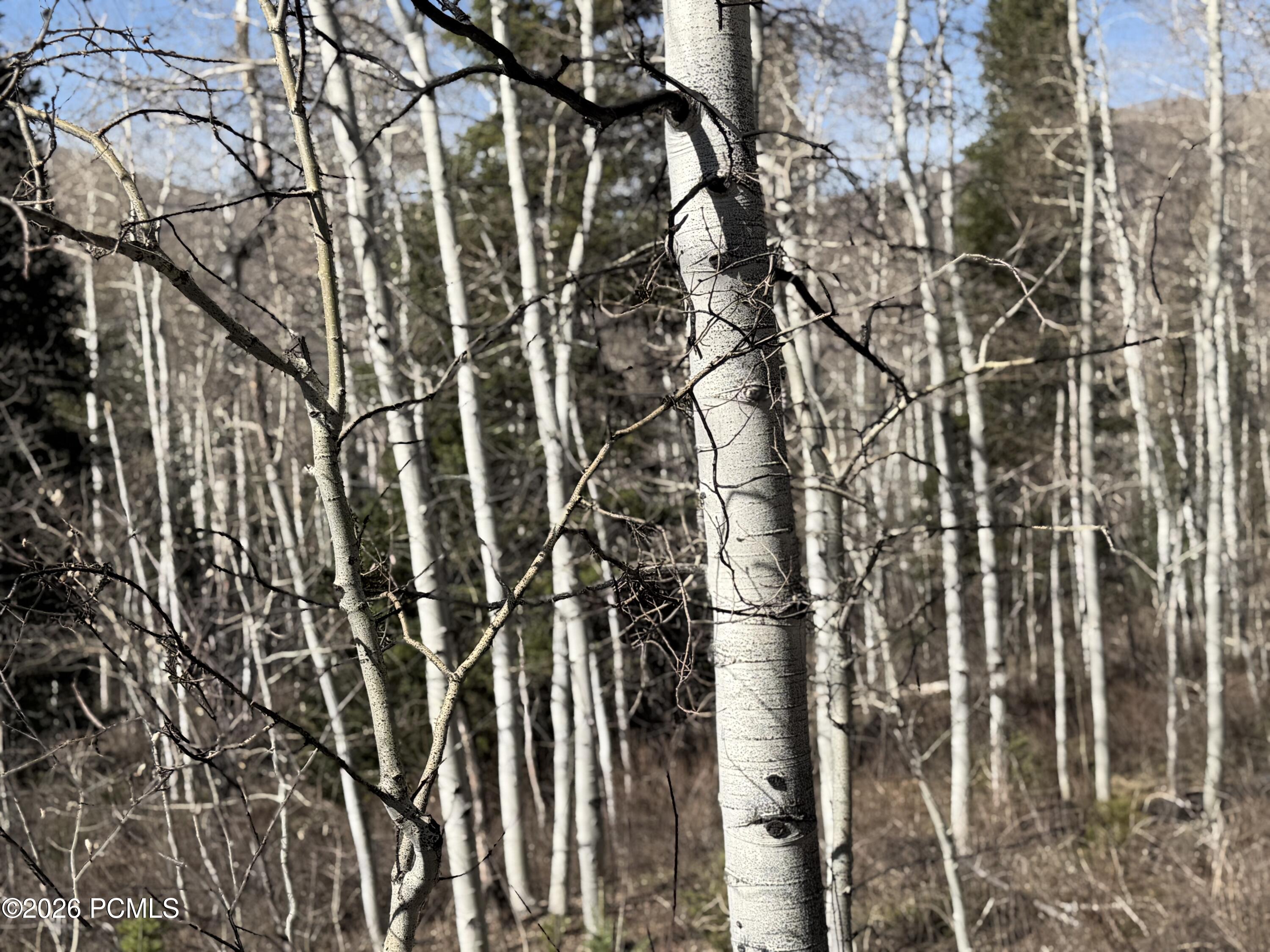 5209 White Pine Circle 545