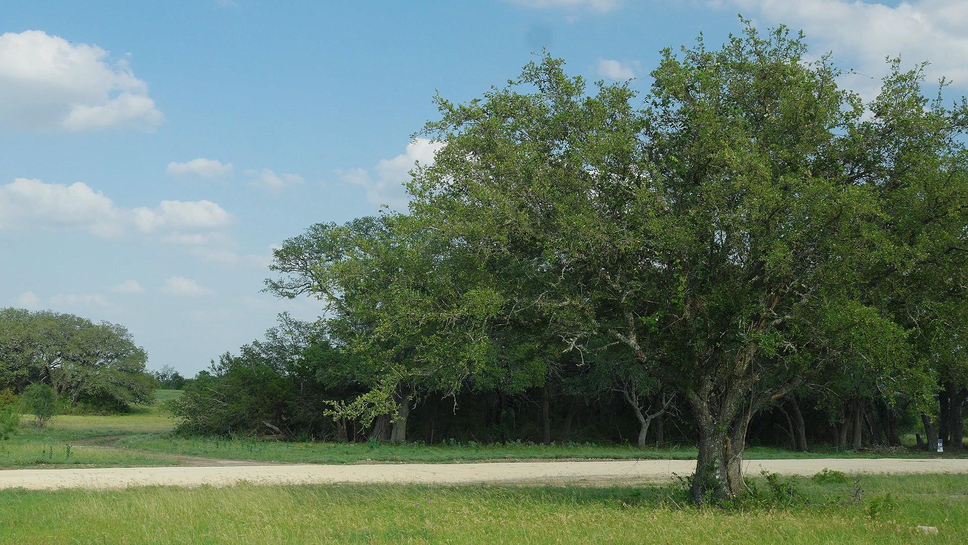 TBD Lot 5 County Rd 210