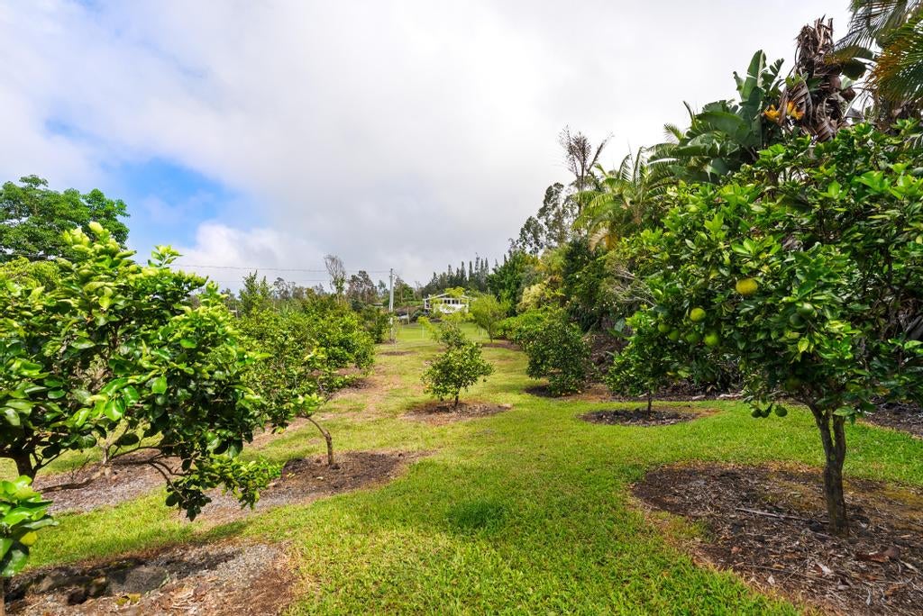Grassy grounds with fruit trees and dense tropical vegetation.