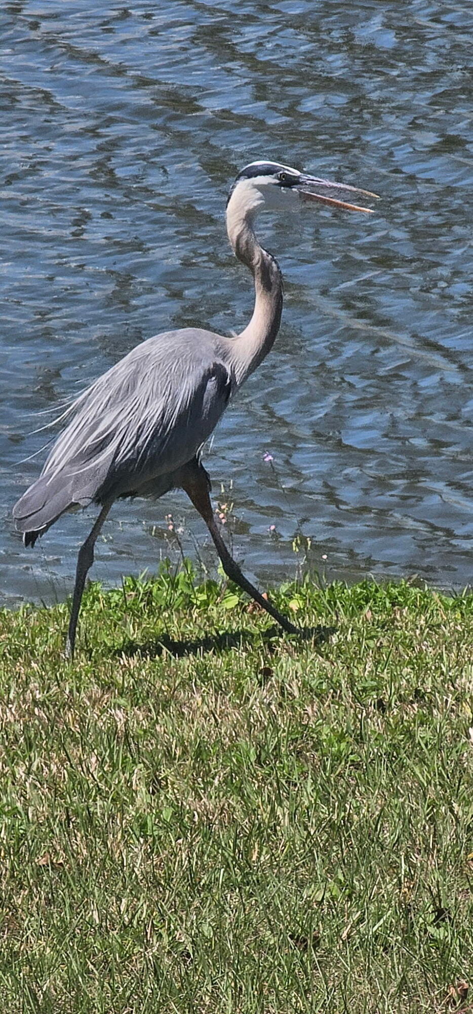 11 Tortuga, Port St. Lucie