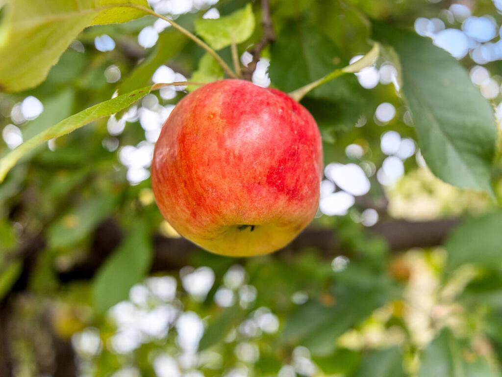 1193 Shawmut Street S