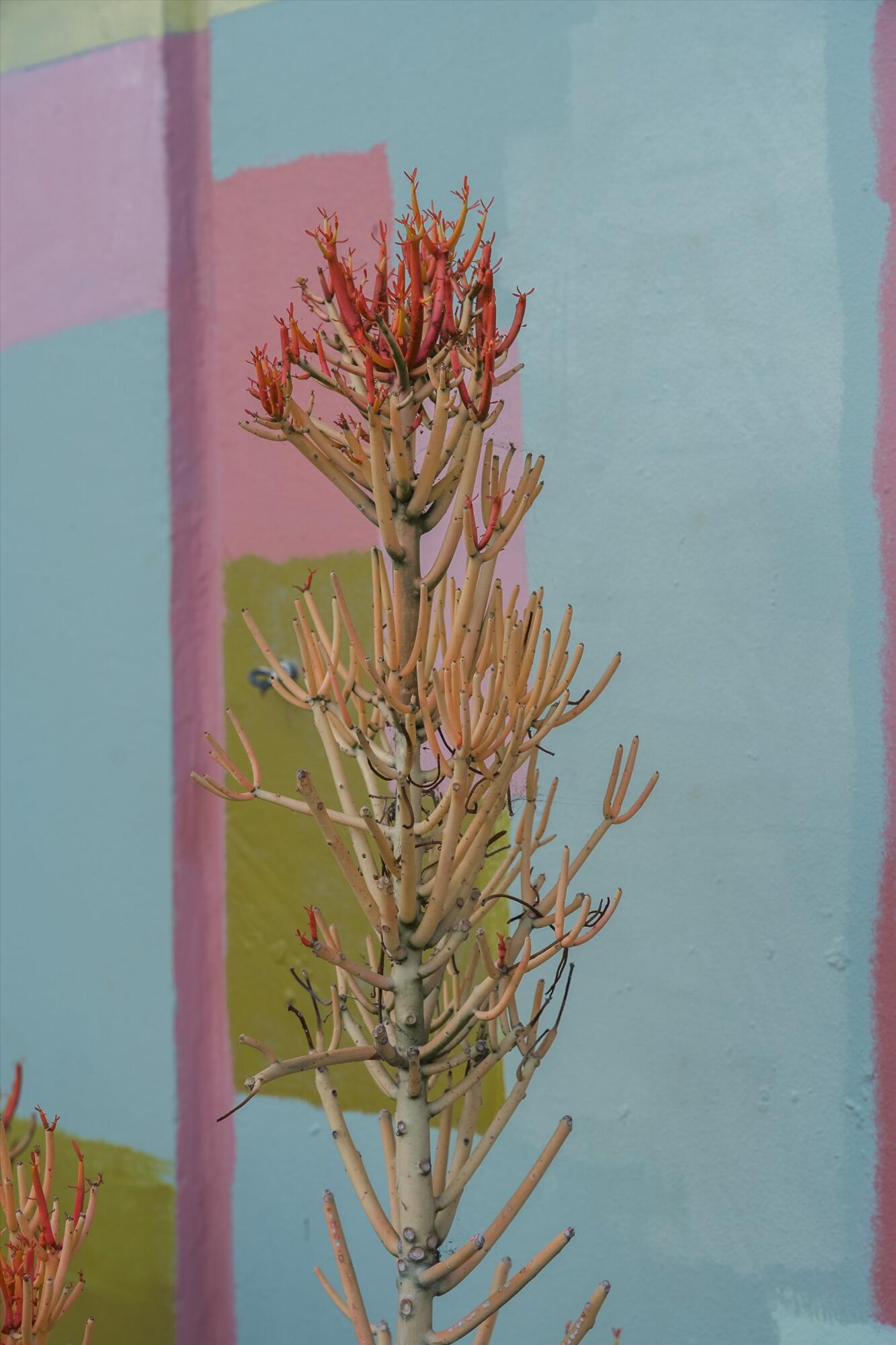 218 Santa Barbara Street Unit: D