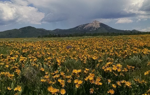 26384 Willow Gulch DRIVE