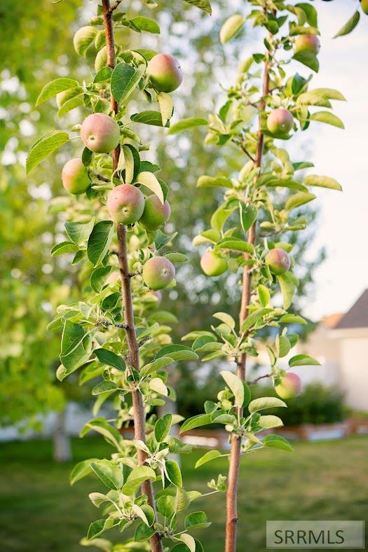 5317 E Buchanan Avenue