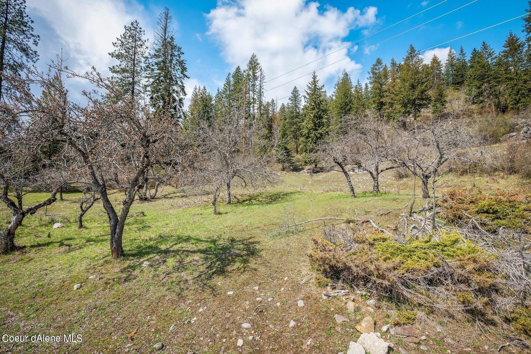 Vacant hillside lot with a grassy clearing, leafless orchard trees, and evergreens.