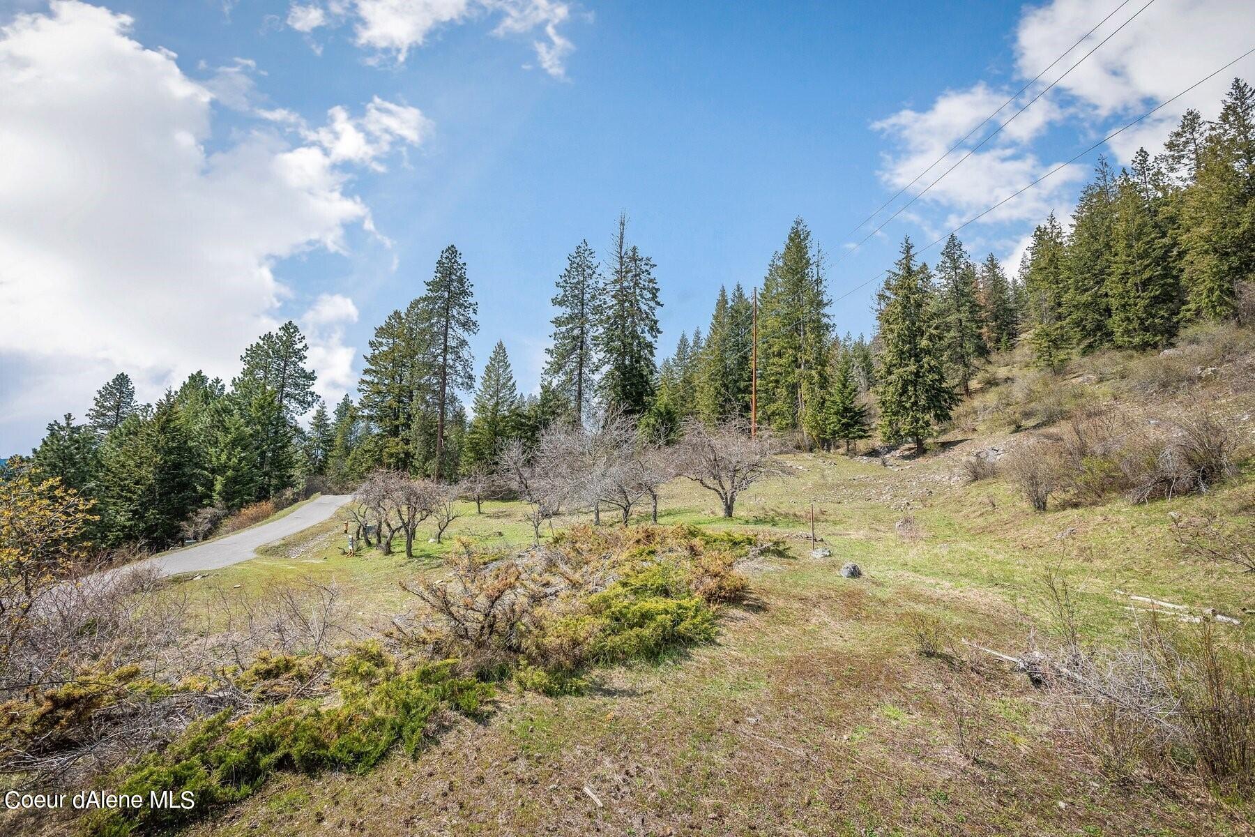 Open hillside lot with scattered trees, evergreen forest, and a paved road along its edge.