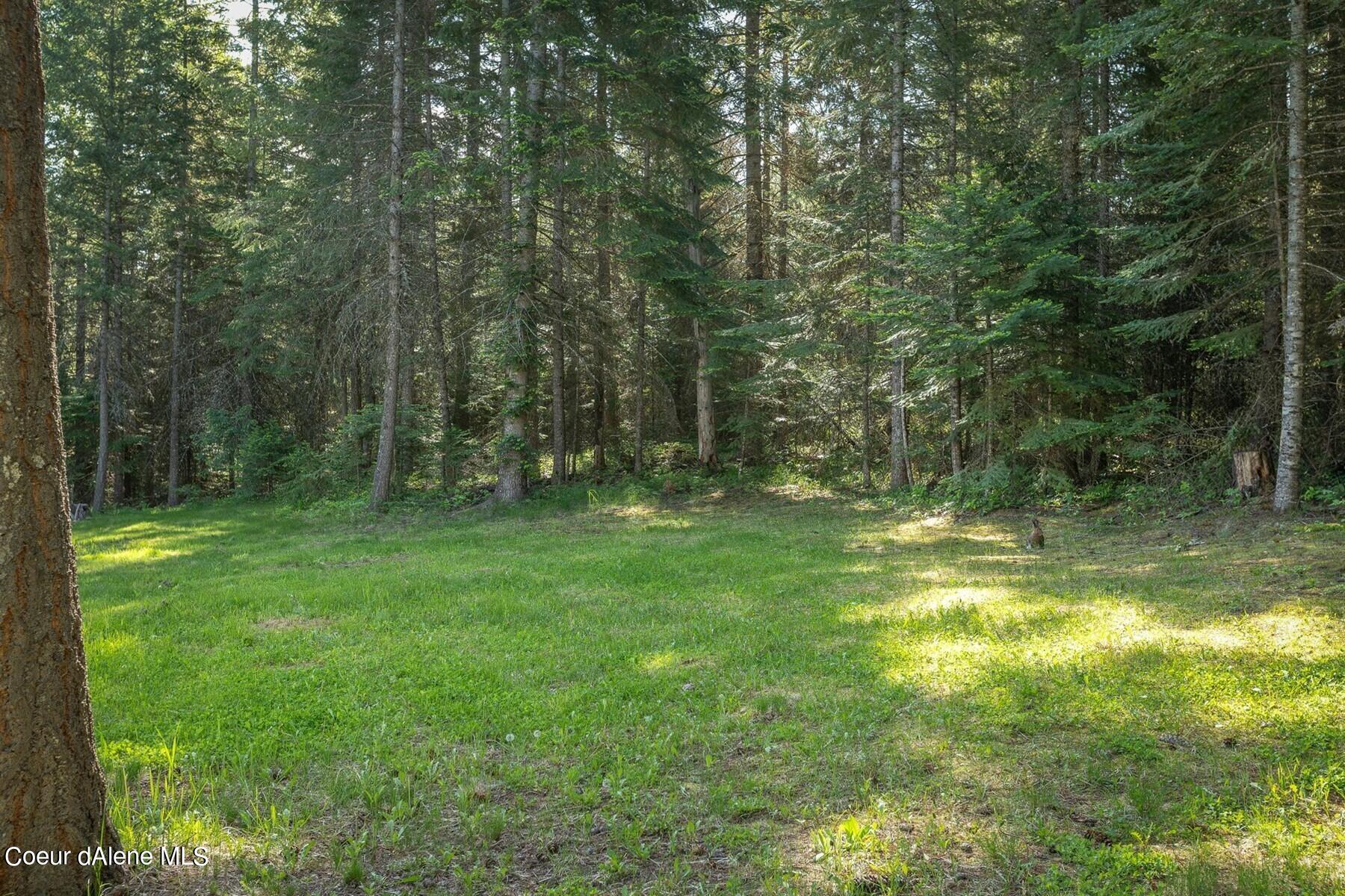 Grassy clearing surrounded by dense trees on a wooded property.
