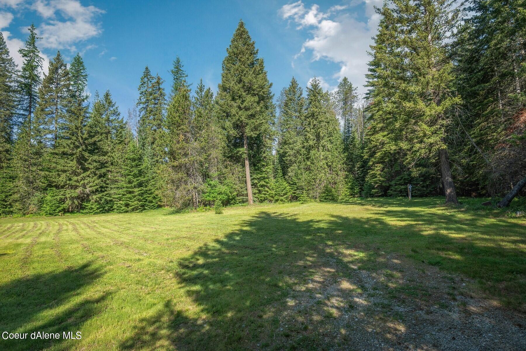 Grassy clearing bordered by evergreen trees, with a gravel track in the foreground.