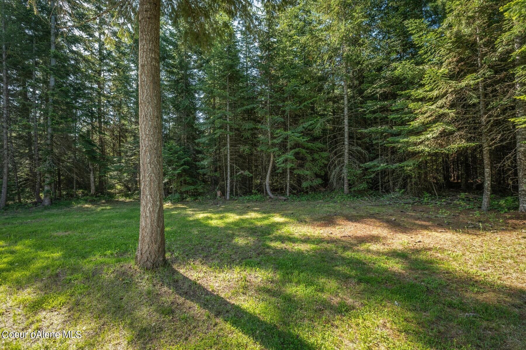 Wooded property clearing with sunlit grass and dense evergreen trees.