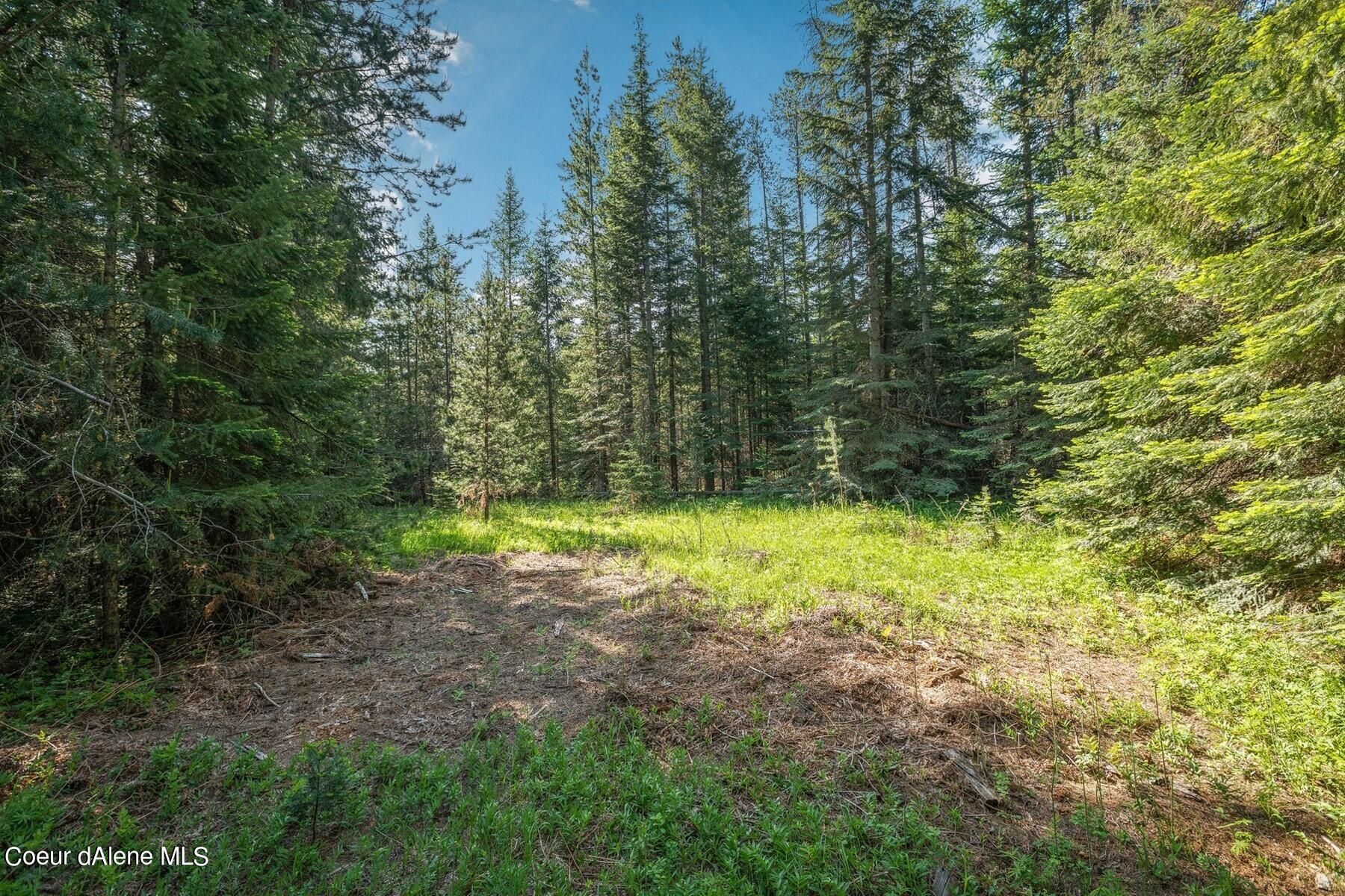 Wooded property with a grassy clearing surrounded by evergreen trees.