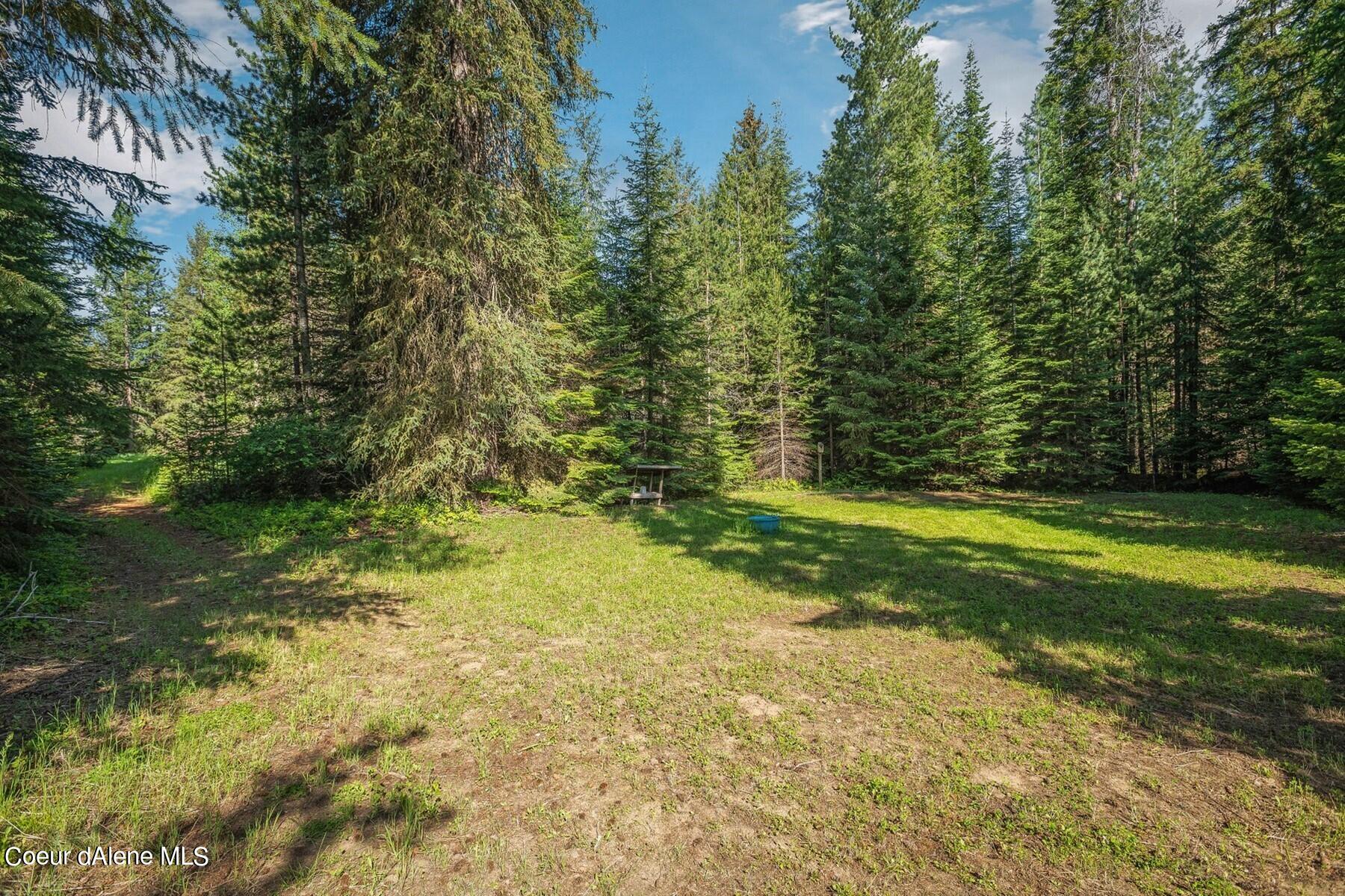 Wooded property clearing with a dirt path and picnic table among evergreen trees.