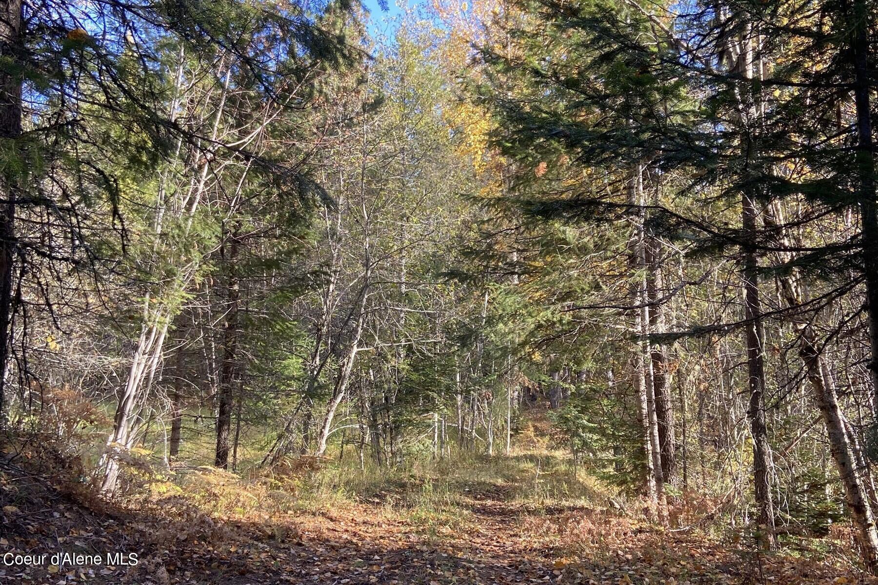 Wooded land with a leaf-covered path winding through dense trees.