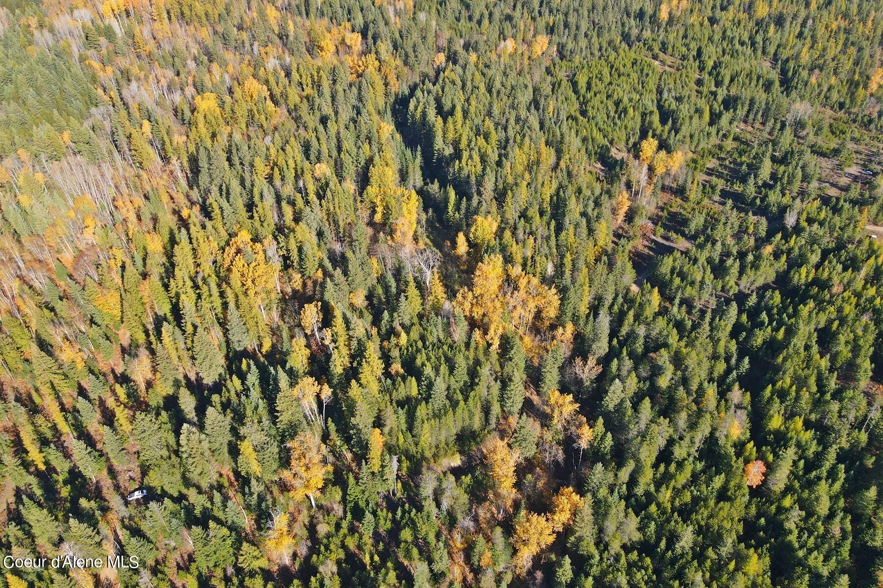 Aerial view of dense evergreen forest mixed with golden autumn trees and small clearings.