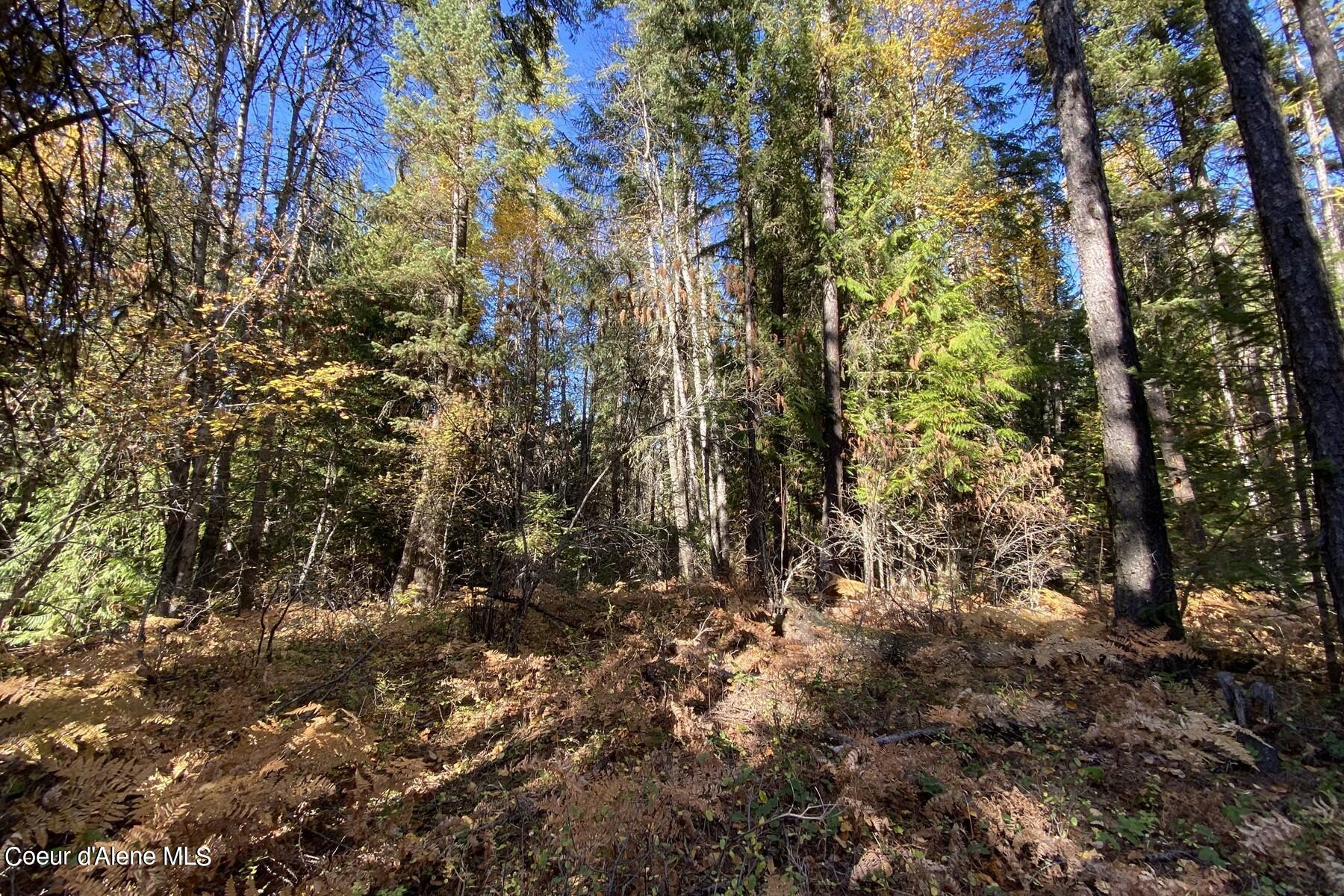 Wooded property with tall trees, autumn ferns, and fallen leaves.