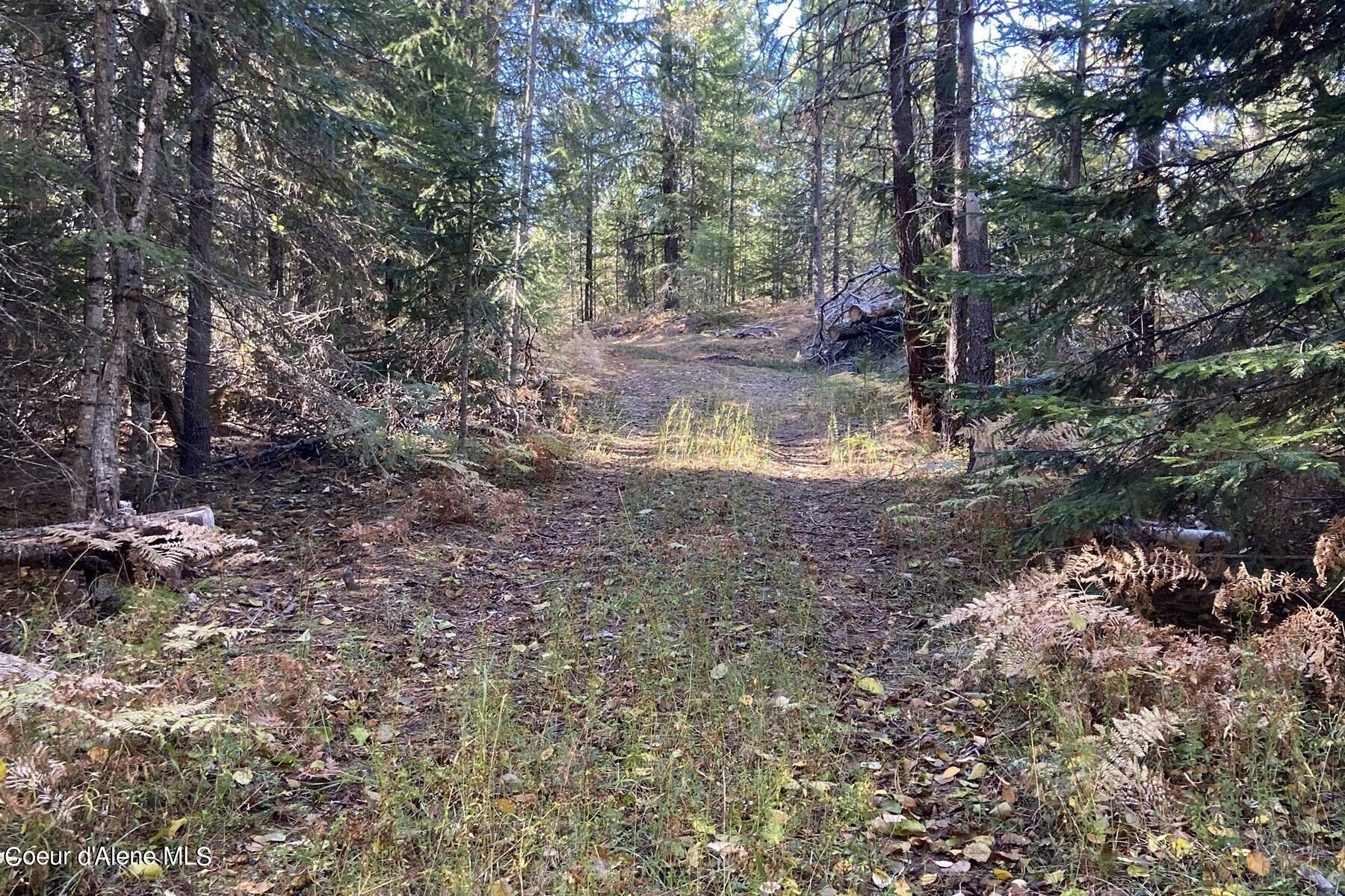 Wooded property with a dirt track winding through evergreens, ferns, and fallen leaves.