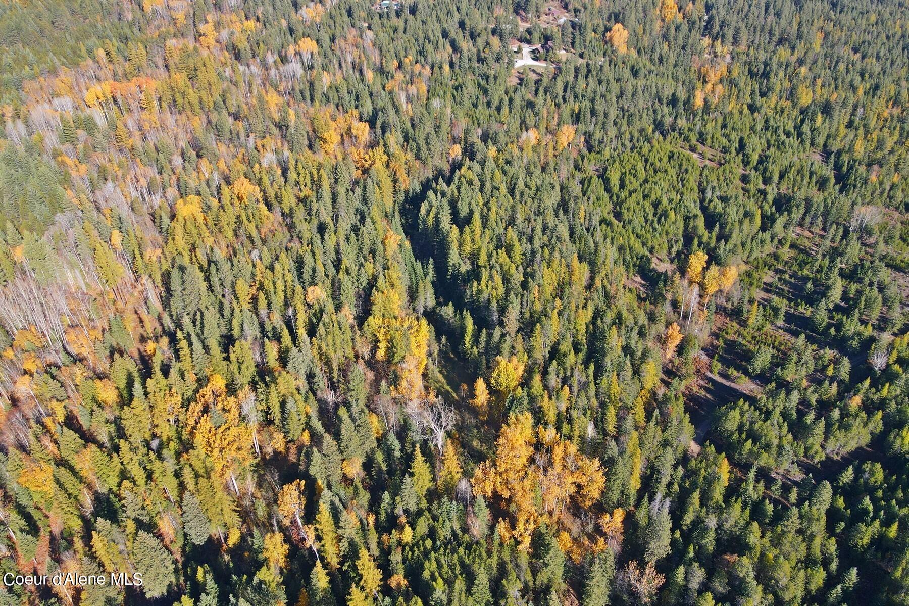 Aerial view of dense evergreen forest mixed with yellow and orange autumn trees.