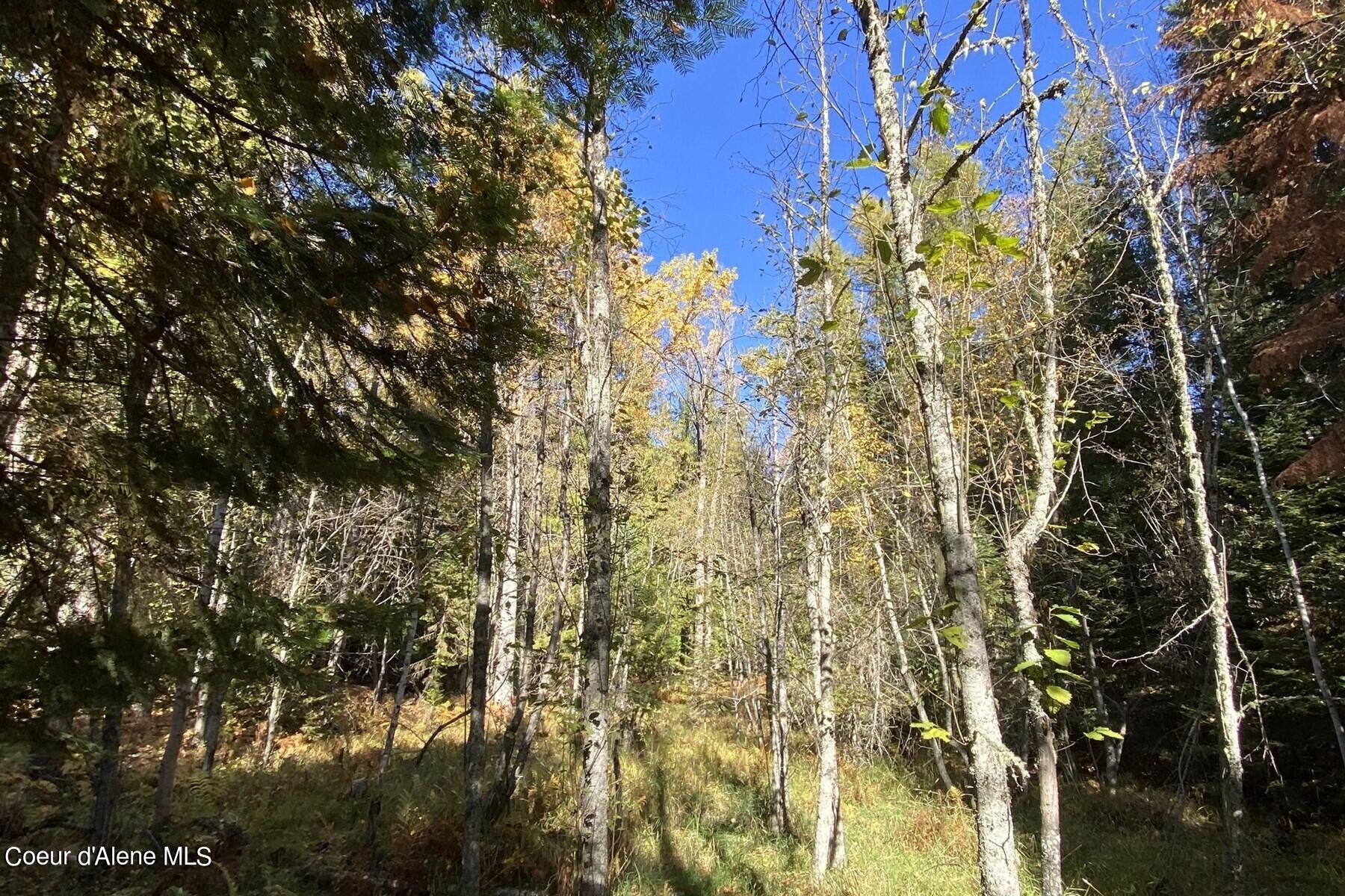 Wooded vacant land with autumn foliage, evergreen trees, and blue sky.