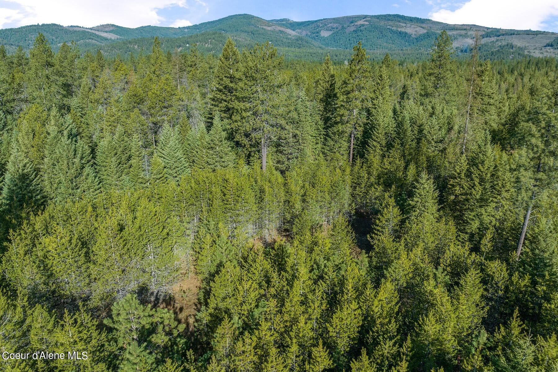 Aerial view of forested land with evergreen trees and wooded mountains in the distance.