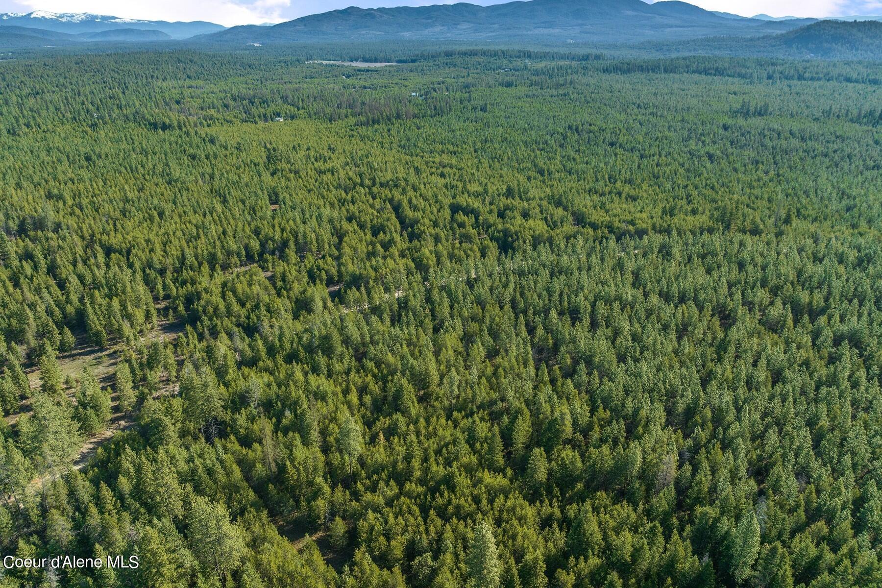 Aerial view of a vast evergreen forest with mountain ridges in the distance.