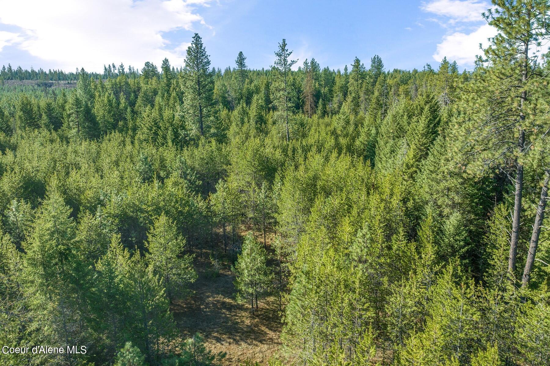 Aerial view of densely wooded land with a narrow clearing through the pines.