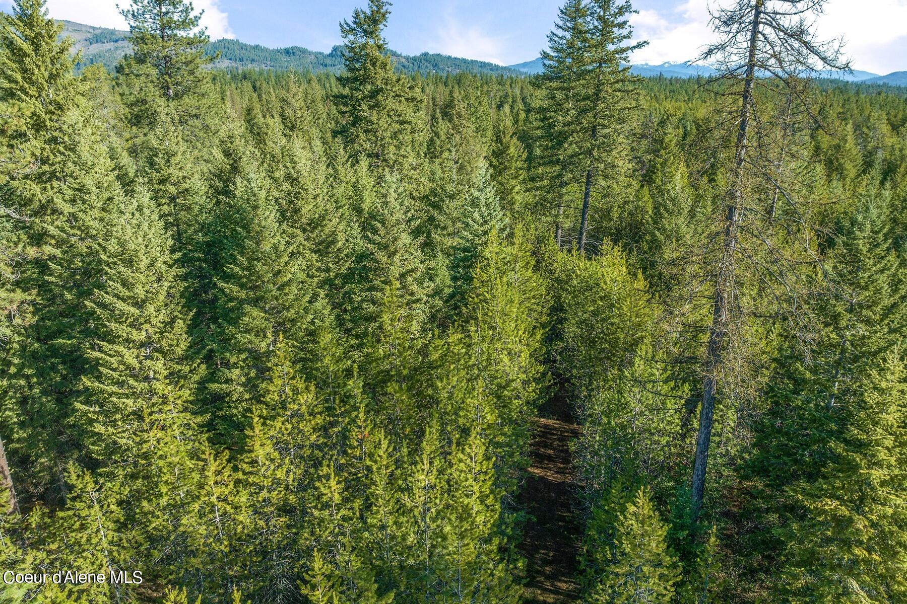 Aerial view of dense evergreen woodland with a narrow track and distant mountains.