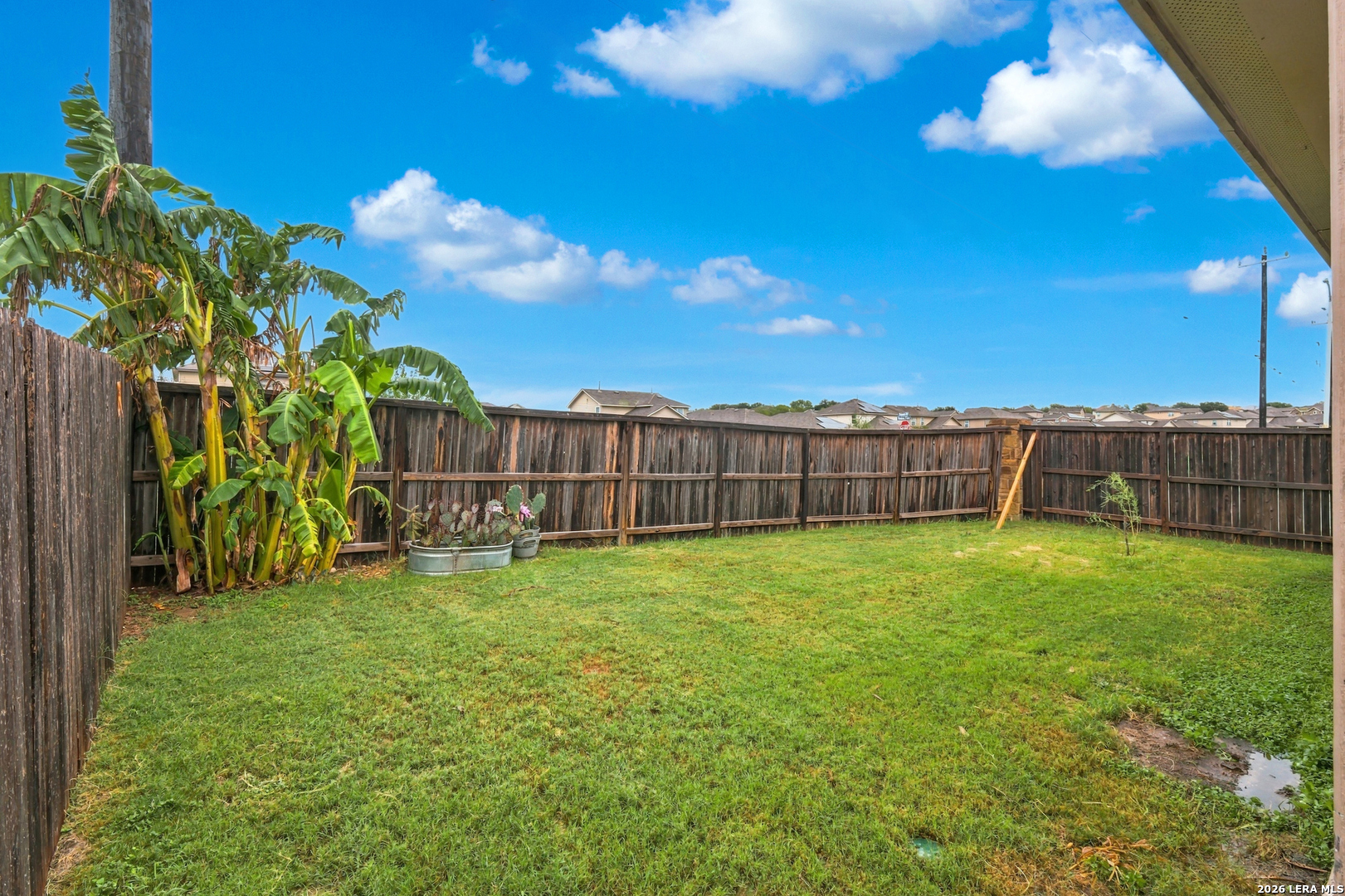 Fenced backyard with a broad lawn, banana plants, and potted cacti along the wooden fence.