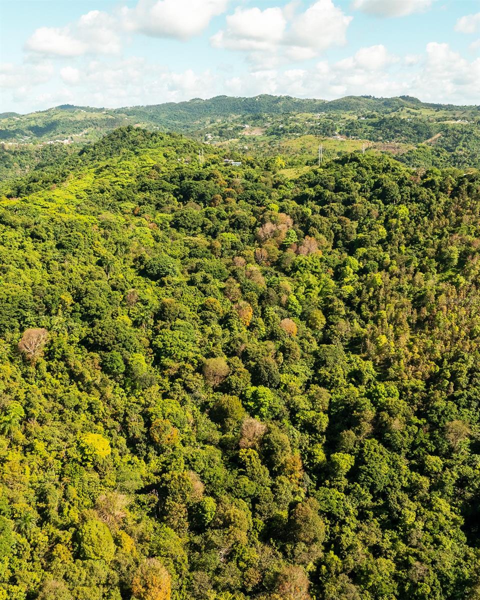 Carr 853 BO. CACAO LOTE 15