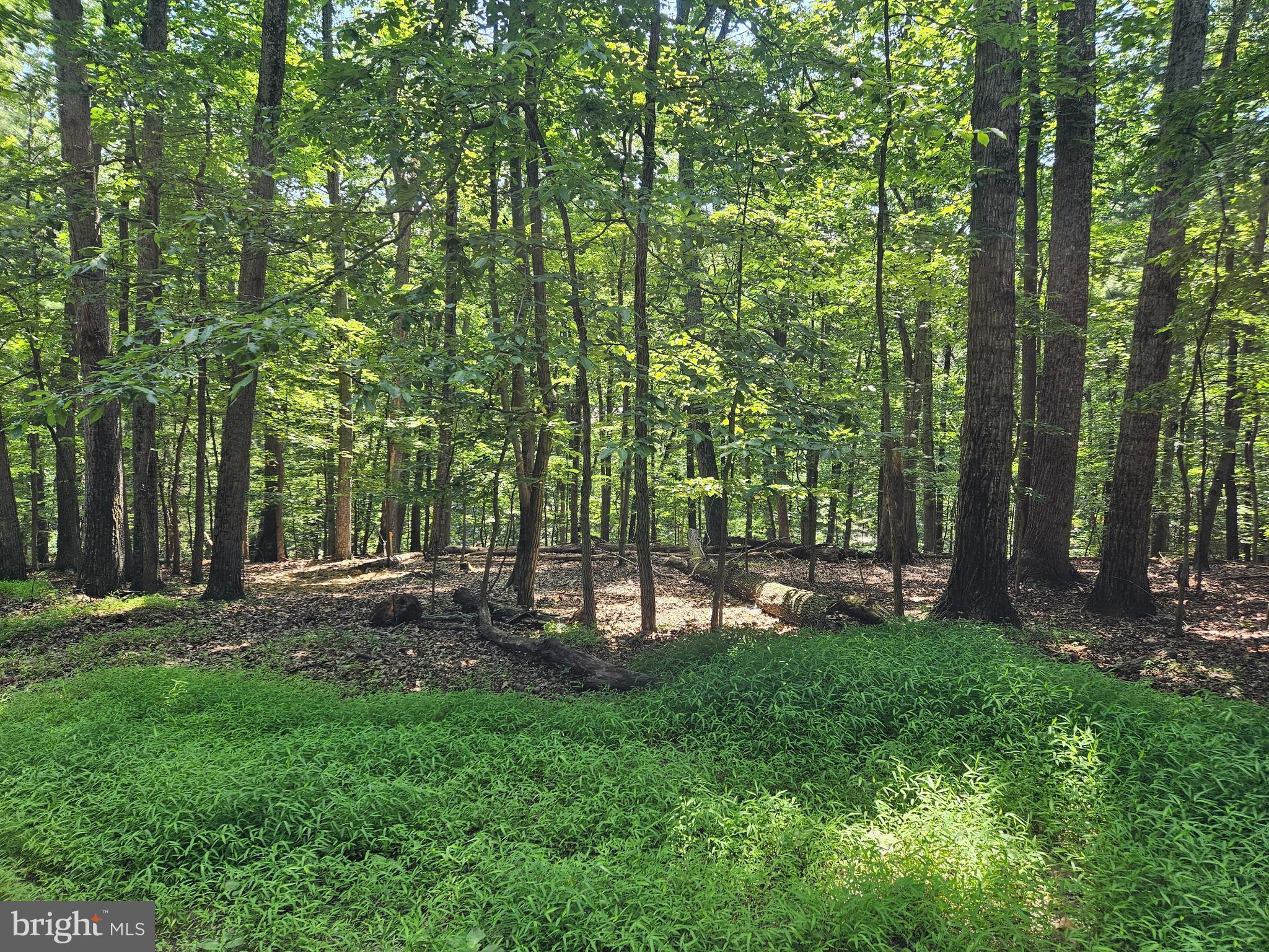 DOGWOOD LN
