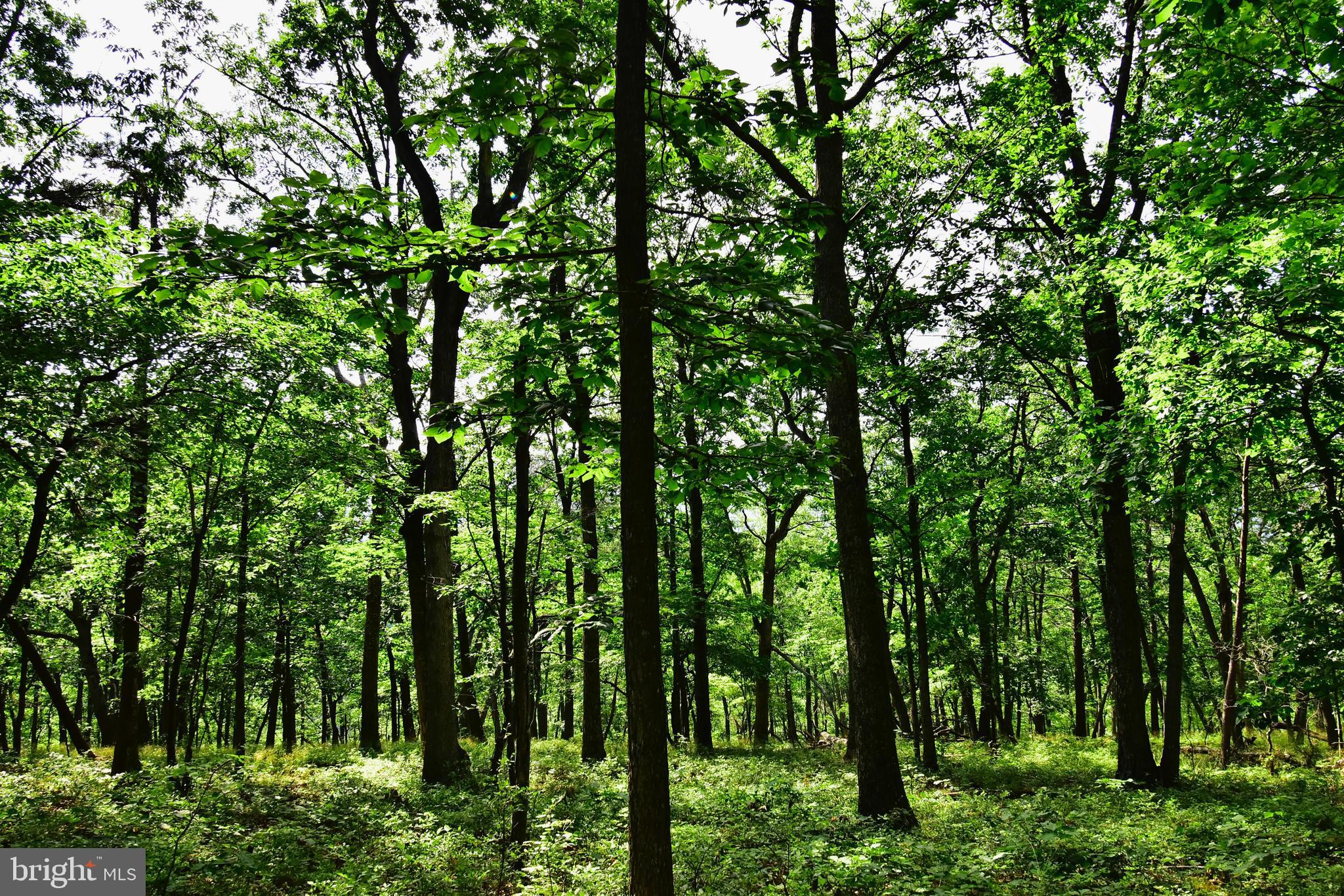 158.5 Acres Lot 3 LAUREL GROVE RD.