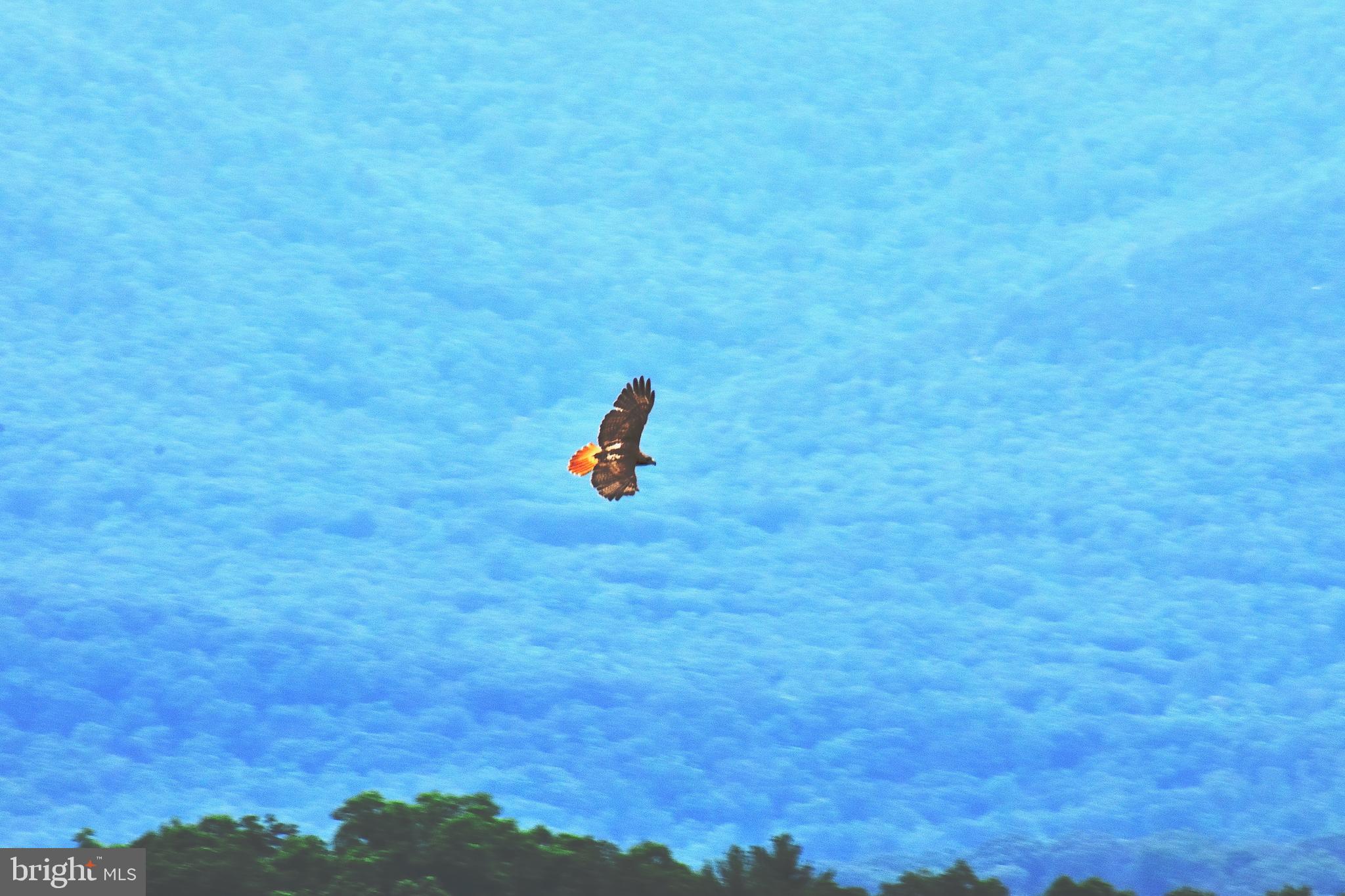 158.5 Acres Lot 3 LAUREL GROVE RD.