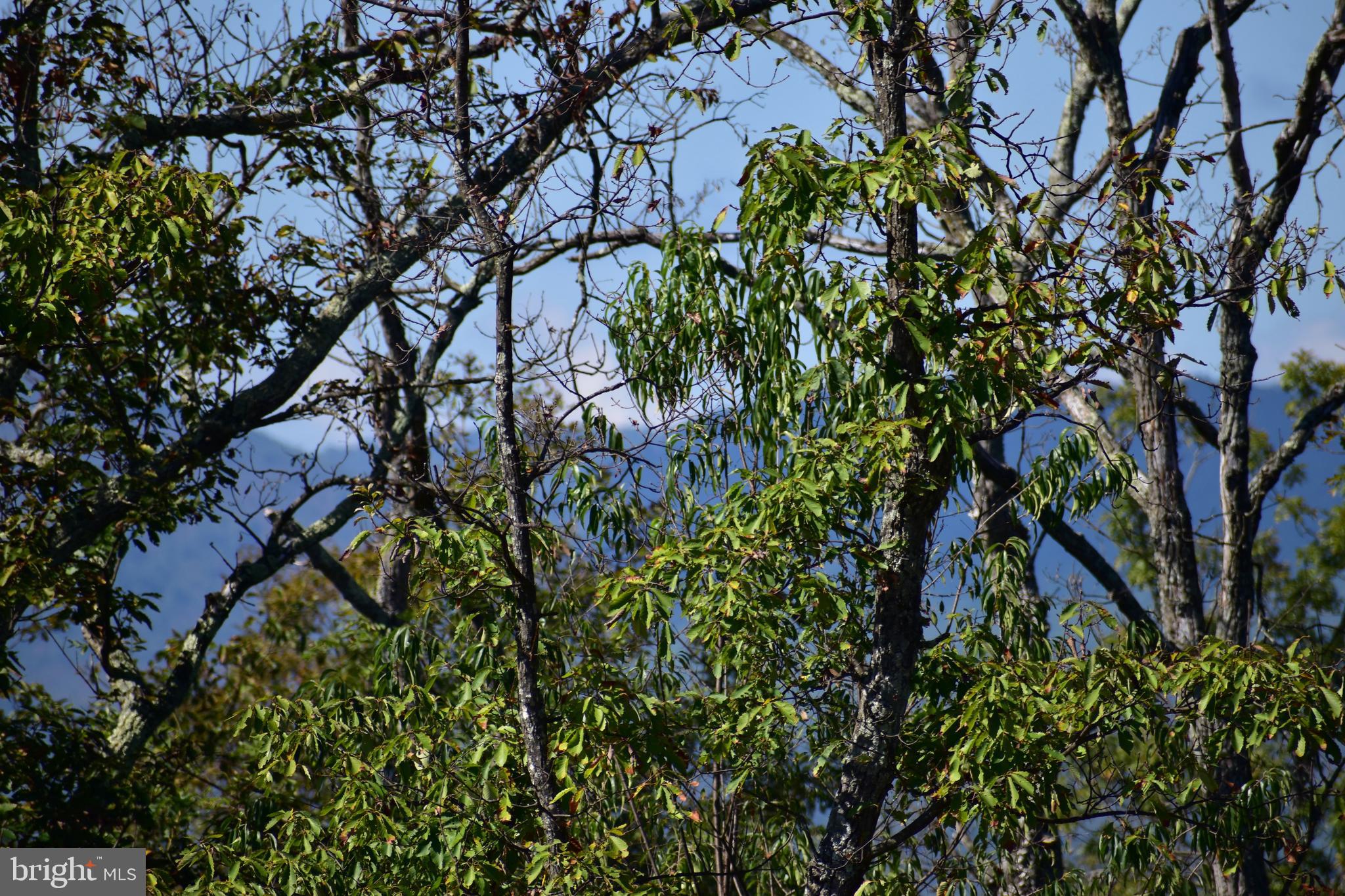 158.5 Acres Lot 3 LAUREL GROVE RD.