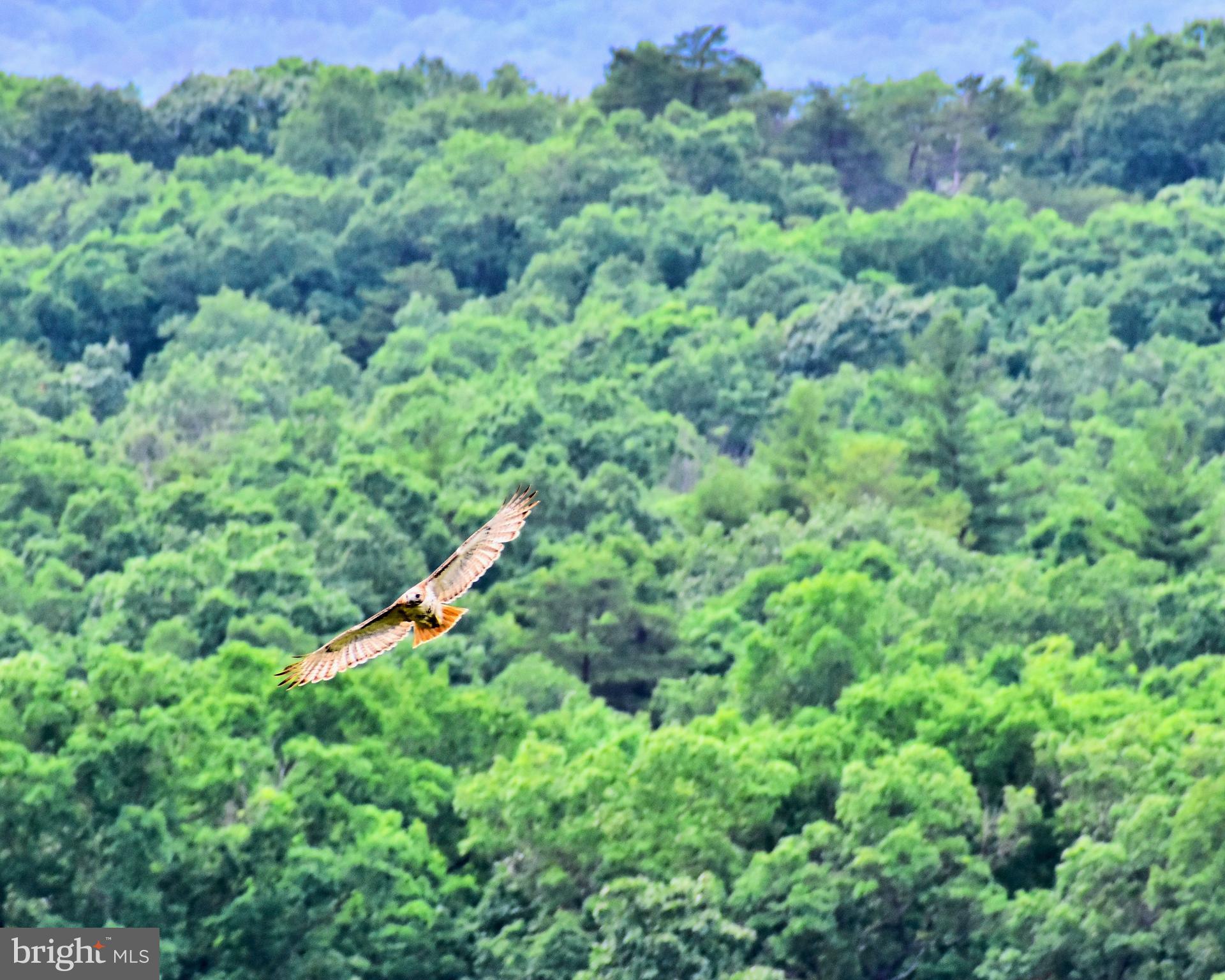 158.5 Acres Lot 3 LAUREL GROVE RD.