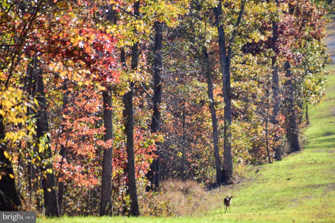 152.44 Acres Lot 2 LAUREL GROVE ROAD