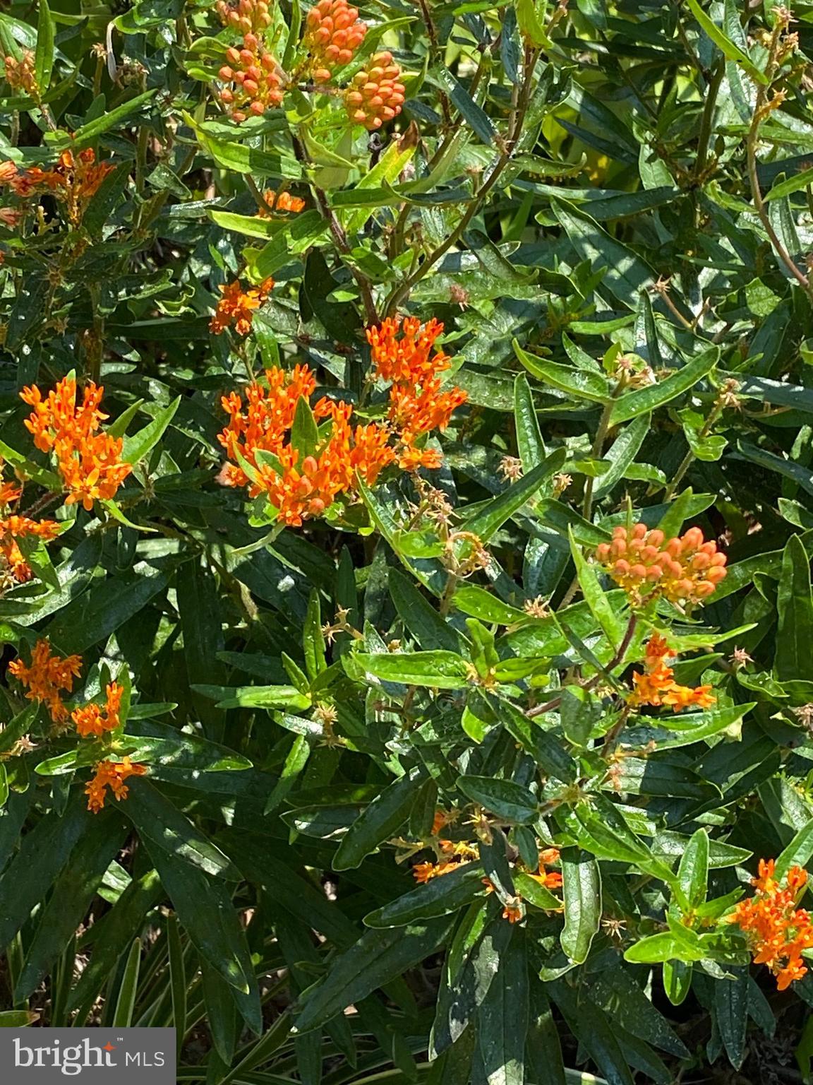 8603 BEECH HOLLOW LANE