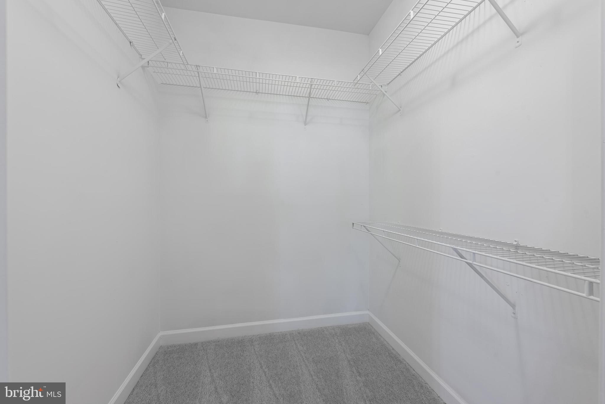 22655 BLUE ELDER 104