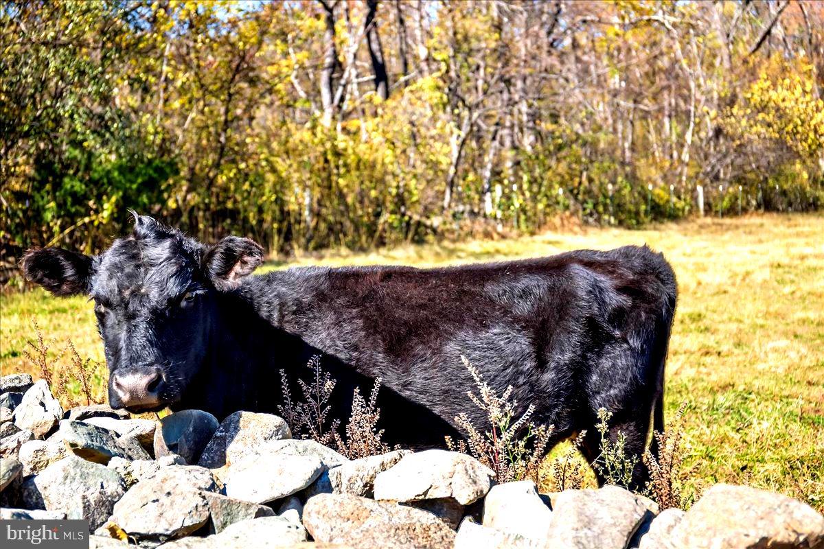 290 RILEY HOLLOW ROAD