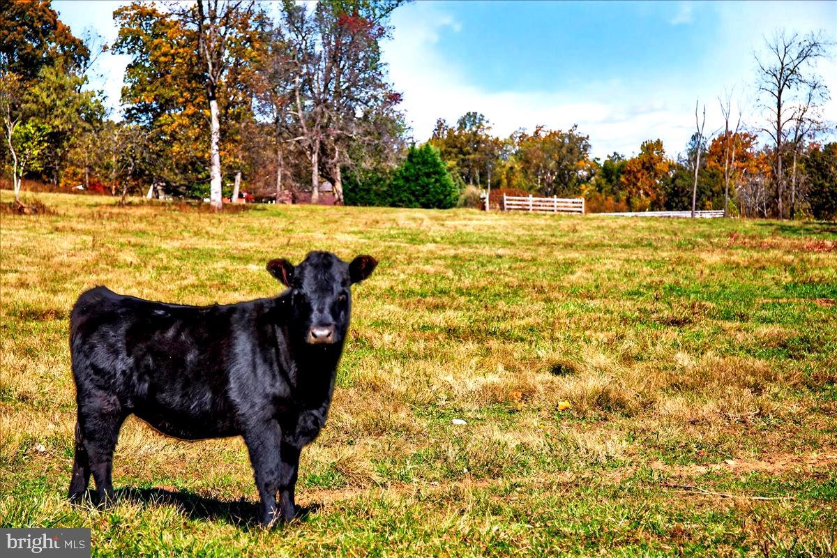 290 RILEY HOLLOW ROAD