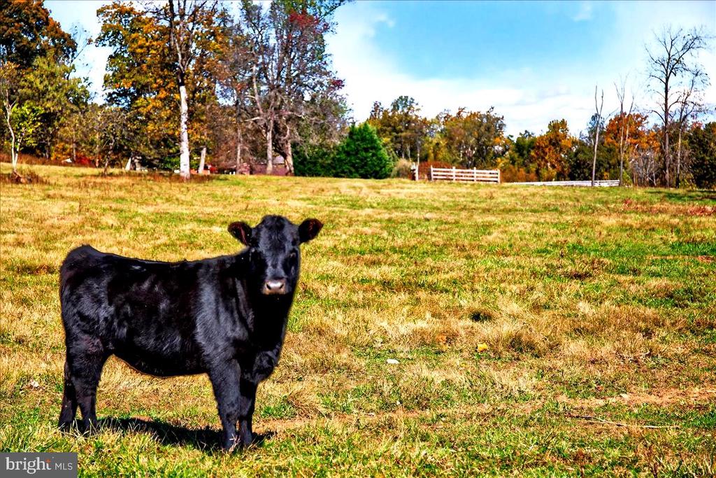 290 RILEY HOLLOW ROAD