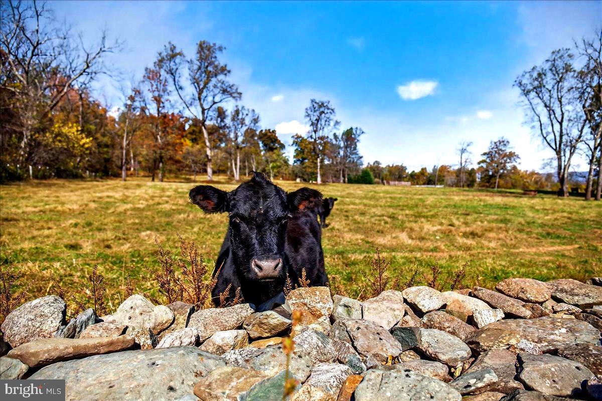 290 RILEY HOLLOW ROAD