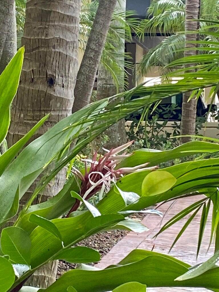 4905 Midtown Lane 2104