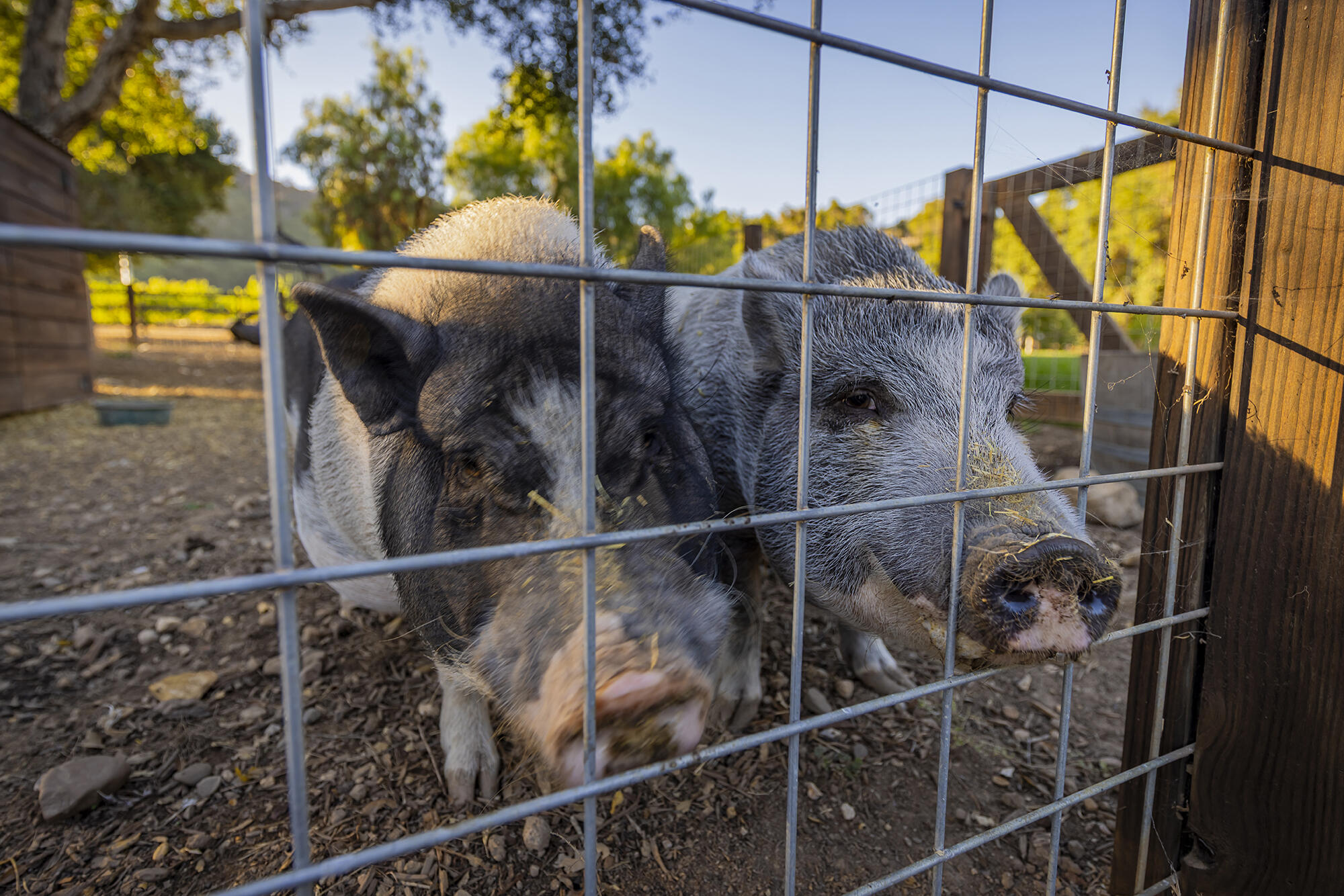 10802 Oak Knoll Road, OJAI