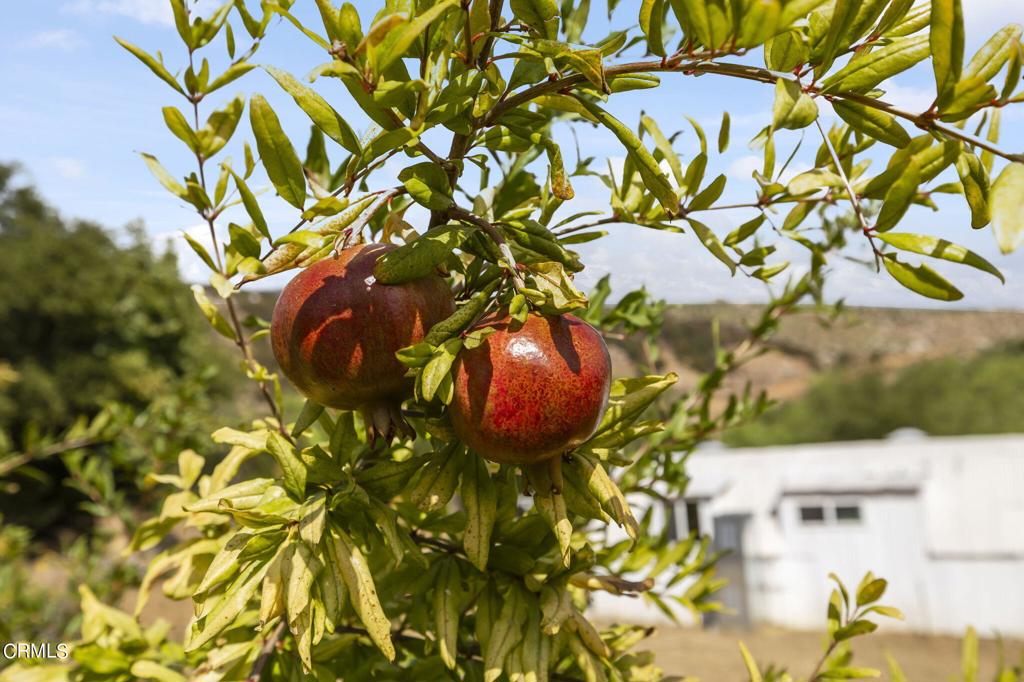 12810 Treeranch Road