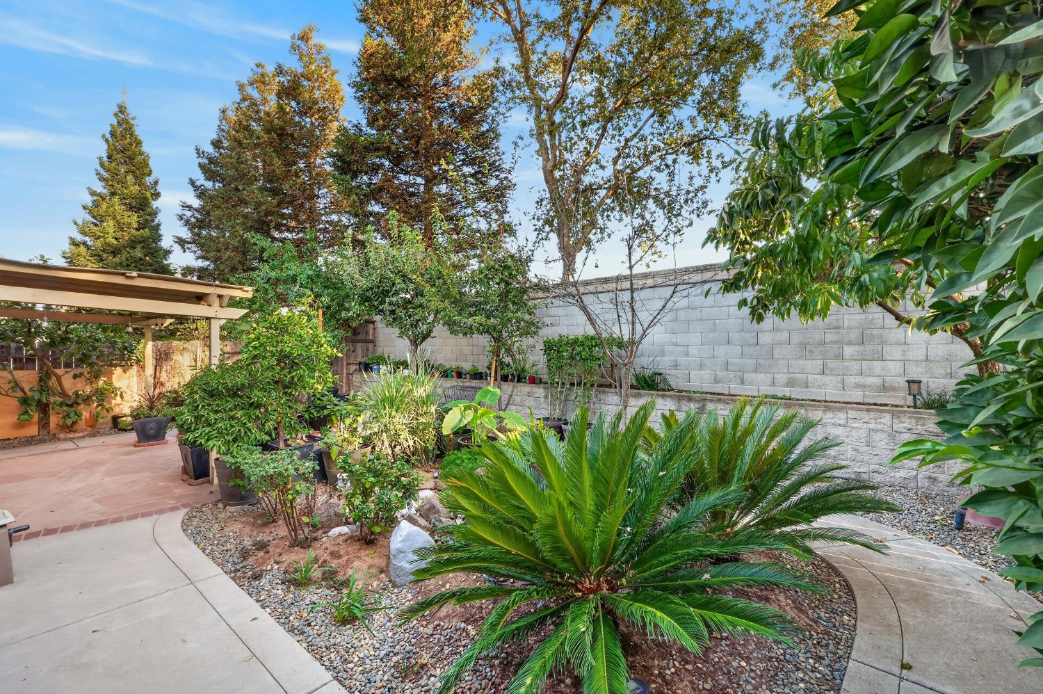 Landscaped backyard with a large sago palm, curved walkway, potted plants, and covered patio.
